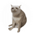 CASHCAT