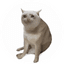 CASHCAT